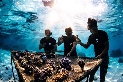 Coral Gardeners 